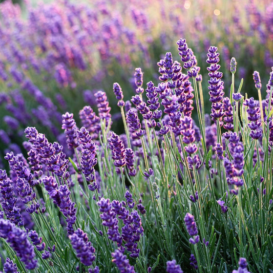 Lavender candle pearls